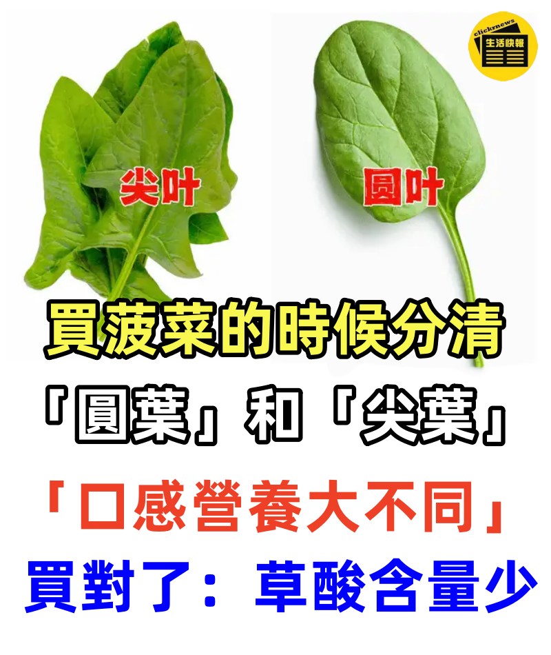 買菠菜的時候分清「圓葉」和「尖葉」「口感營養大不同」買對了：草酸含量少